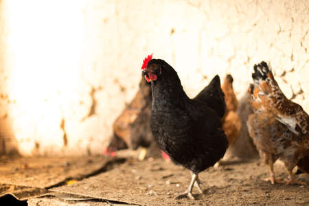 domesticated hen in a cageの写真素材