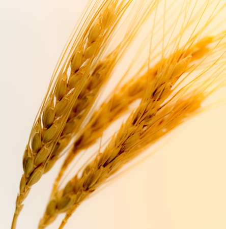 wheat on a white backgroundの写真素材