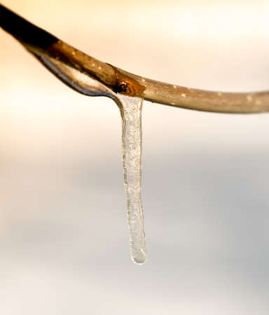 ice on the tips of the tree close-upの写真素材