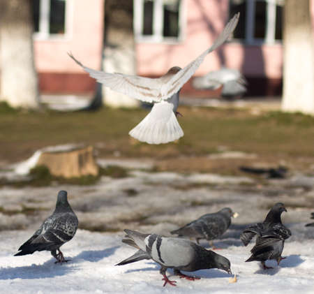 Pigeons in snowの写真素材