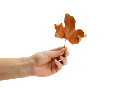Dry leaf in hand on a white backgroundの写真素材