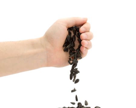 sunflower seeds in handsの写真素材