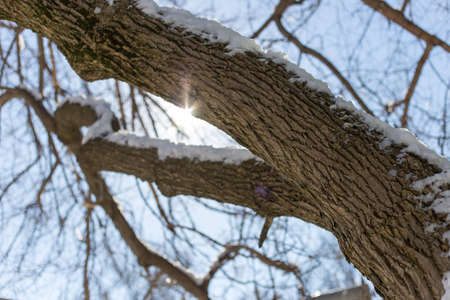 Snow on the treeの写真素材