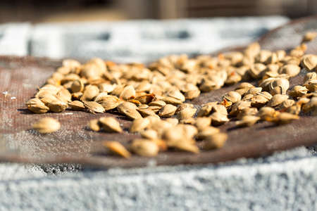 Dry fruit kernel of apricot to dry under the sun