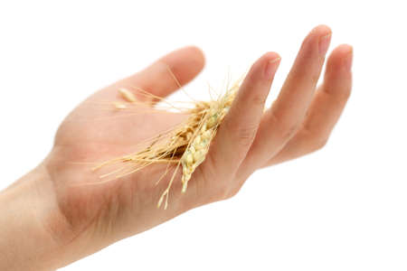 holding wheatの写真素材