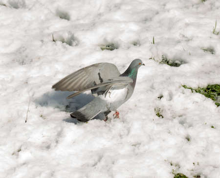 Pigeons are walking in the snowの写真素材