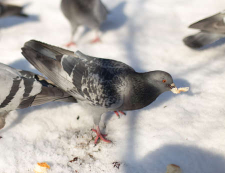 Pigeons in snowの写真素材