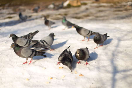 background, snow, blue, white, isolated, beautiful, park, nature, color, blue, black, symbol, day, close, winter, city, bird, wing, feather, beauty, portrait, close-up, naturalの写真素材