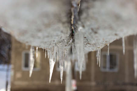 Icicles after rain