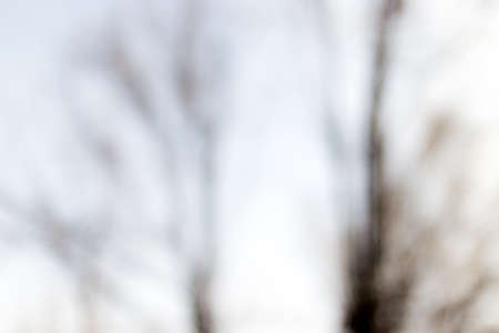 trees on a blurred background