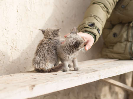 man stroking a catの写真素材