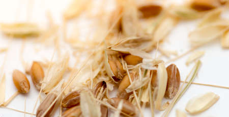 macro wheat seedsの写真素材