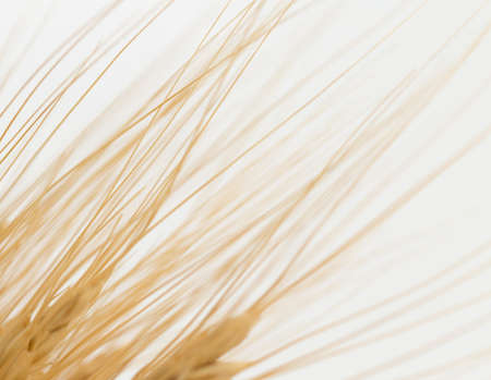 wheat macroの写真素材