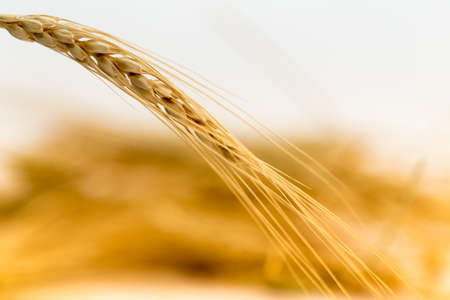 wheat on a white backgroundの写真素材