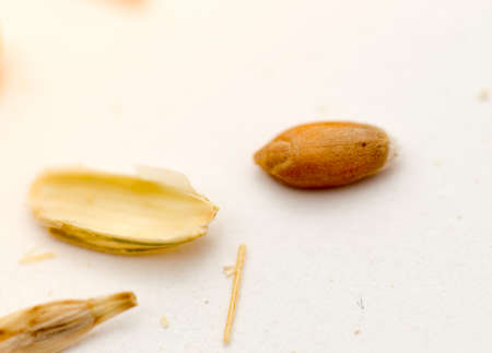 macro wheat seeds