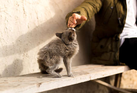man stroking a catの写真素材