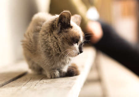 cute kittenの写真素材