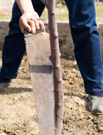 Pruning trees in spring