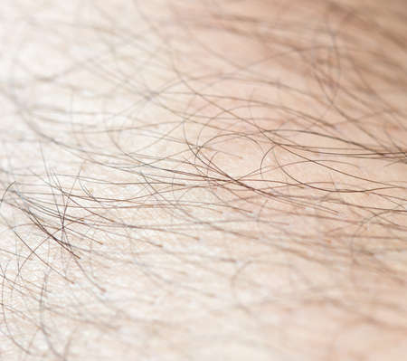 Hair on the body of the macroの写真素材