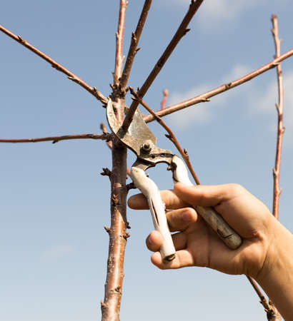 Pruning trees in spring