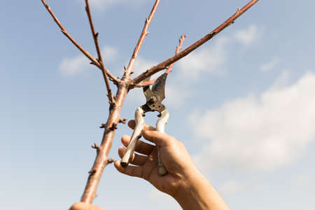 Pruning trees in springの写真素材