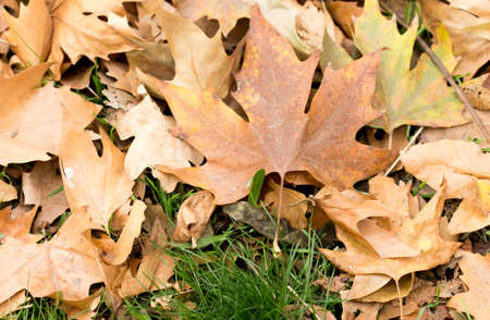 Colorful autumn leaves