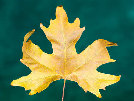 maple tree leaves against a background of green tissueの写真素材