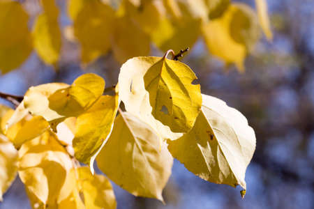 Yellow autumnal linden foliage, selective focus and shallow DoF