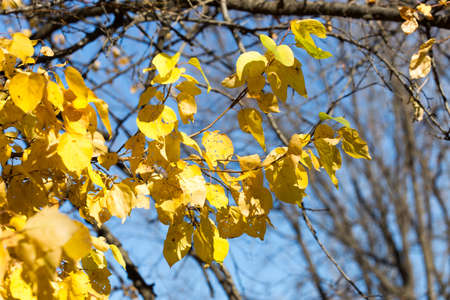 Yellow autumnal linden foliage, selective focus and shallow DoF