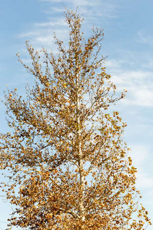 Fall leaves backgroundの写真素材