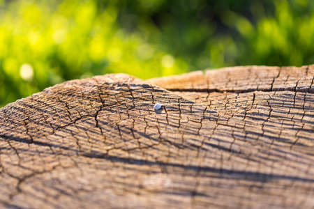 texture of tree stumpの写真素材