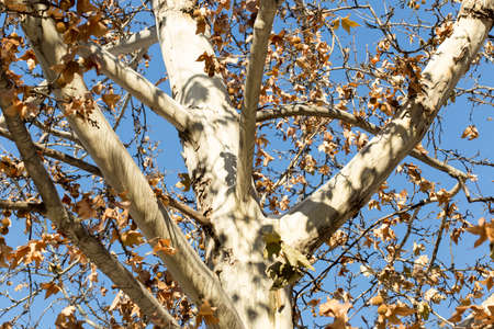 maple tree against the sky