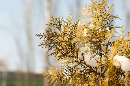 snow on tree branchesの写真素材
