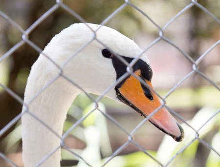White swan in the zooの写真素材
