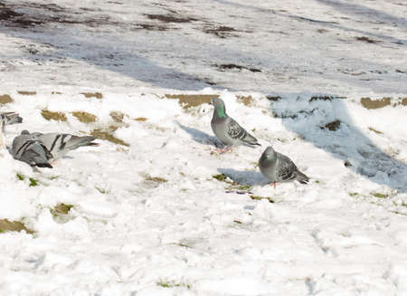 flock of pigeons on snow in winterの写真素材