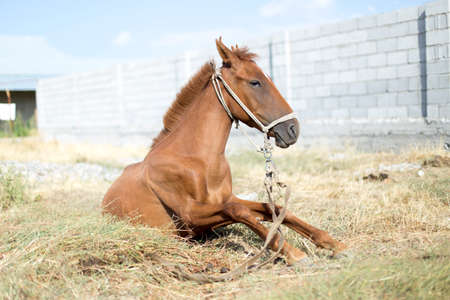 The horse walks in the courtyard and eats the grassの写真素材