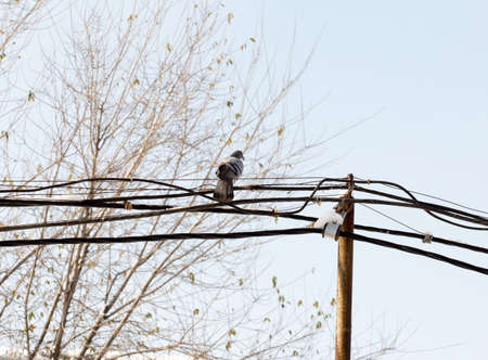 flock of pigeons on snow in winterの写真素材