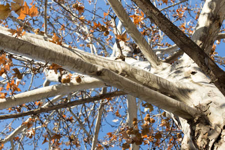 A maple tree against the blue sky