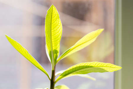 Home flowers in the windowの写真素材