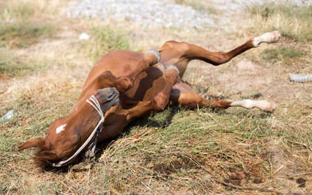 The horse walks in the courtyard and eats the grassの写真素材