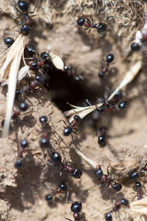 Black ants on the groundの写真素材