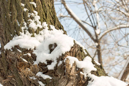 winter treeの写真素材