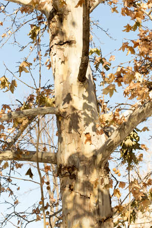 maple tree against the skyの写真素材