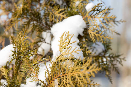snow on tree branchesの写真素材