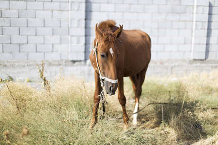 The horse walks in the courtyard and eats the grass