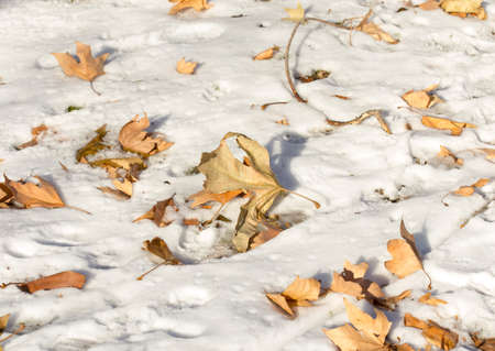 Fallen leaf on the snow covered groundの写真素材