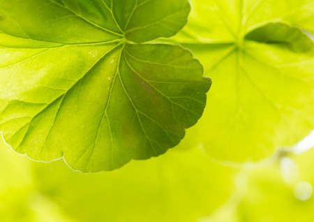 Home flowers in the windowの写真素材