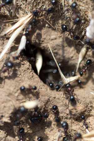 Black ants on the groundの写真素材