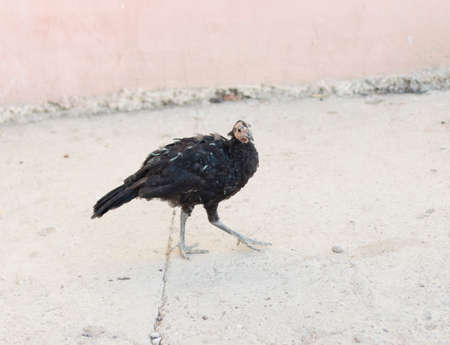 home turkey in the yardの写真素材