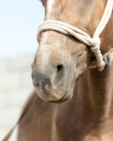 Portrait of a horseの写真素材